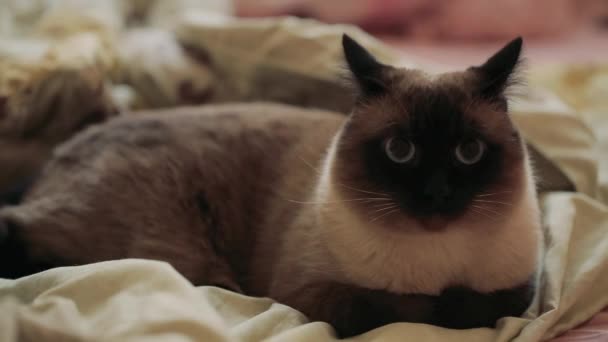 Eine Katze Bekam Angst Die Katze Bewegt Sich Von Den — Stockvideo