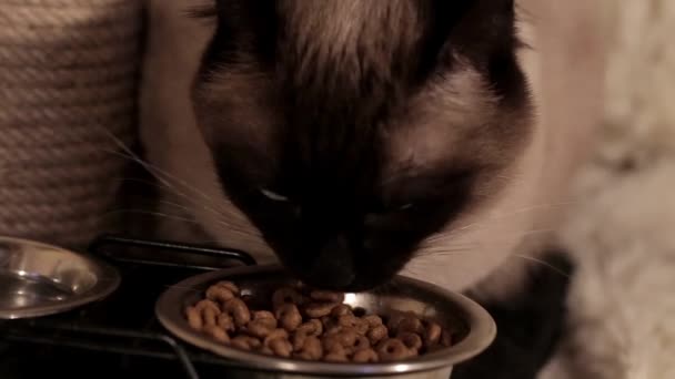 猫吃盘子里的食物 听到了食物的声音 — 图库视频影像