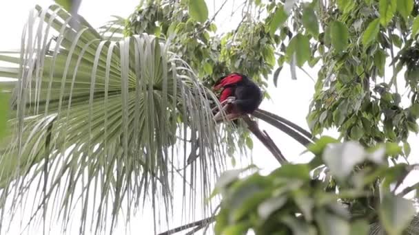 Loro Muerde Las Hojas Del Árbol — Vídeo de stock