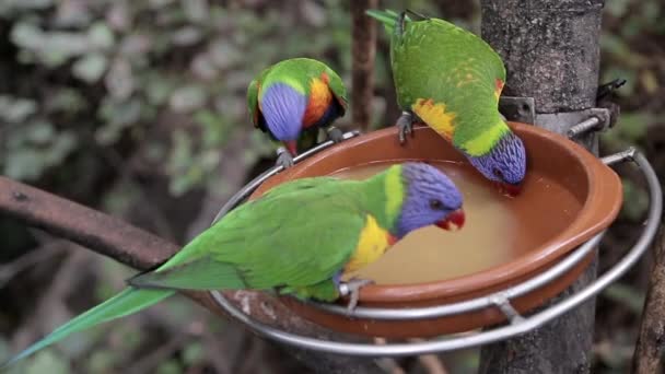 Parrots Eat Plate — Stock Video