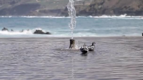Zwei Tauben Baden Einem Teich Mit Wasser Zeitlupe — Stockvideo