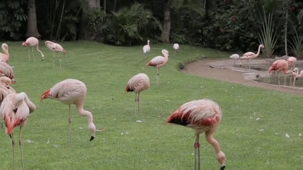 火烈鸟群吃草地上的草 喝池塘里的水 — 图库视频影像