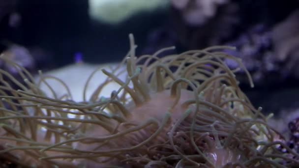 Blomma Levande Korall Från Havets Botten — Stockvideo