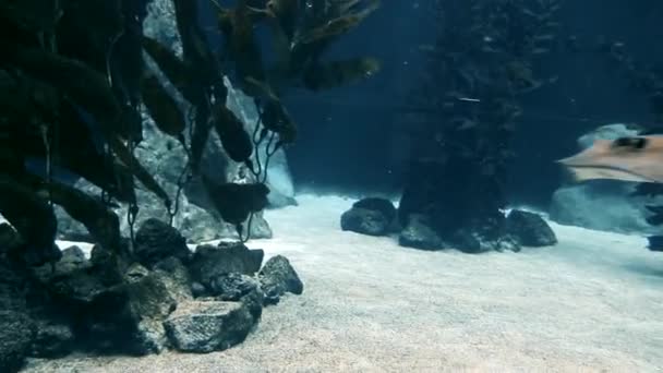 Peixes Nadam Perto Alga Lago — Vídeo de Stock