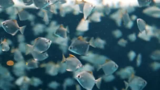 そこから空気の泡がある水を介して混沌とした銀魚がたくさん泳ぐ — ストック動画