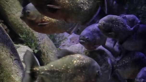 Muitos Peixes Nadam Caóticos Através Água Aquário Com Bolhas — Vídeo de Stock