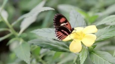Bir kelebek, bir çalılığın çiçeğini döller.