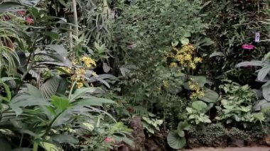 Birçok kelebek çayırlarda uçar.