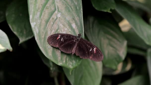 Motyl Siedzi Liściu Krzewu Motyl Zapyla Kwiat Krzewu — Wideo stockowe