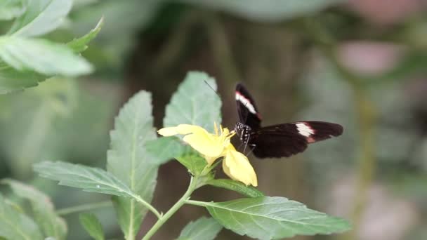 Uma Borboleta Poliniza Uma Flor Arbusto — Vídeo de Stock