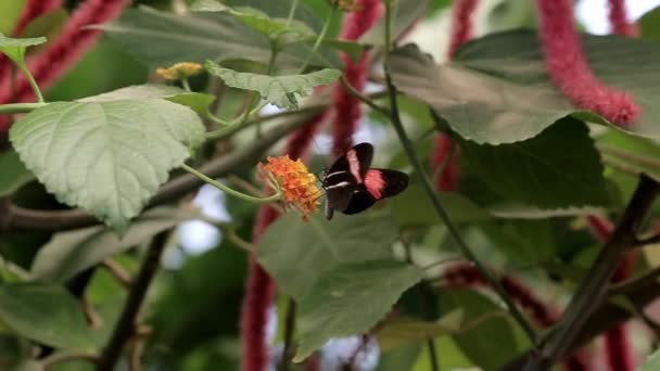 Бабочка Опыляет Цветок Кустарника — стоковое видео