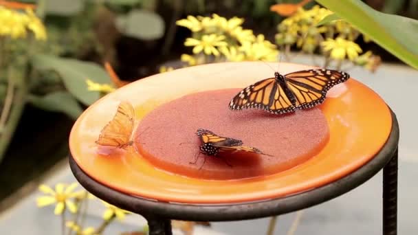 Las Mariposas Comen Miel Plato — Vídeos de Stock