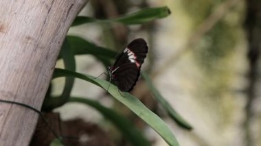 Bir kelebek çalıların üzerinde hareketsiz durur.