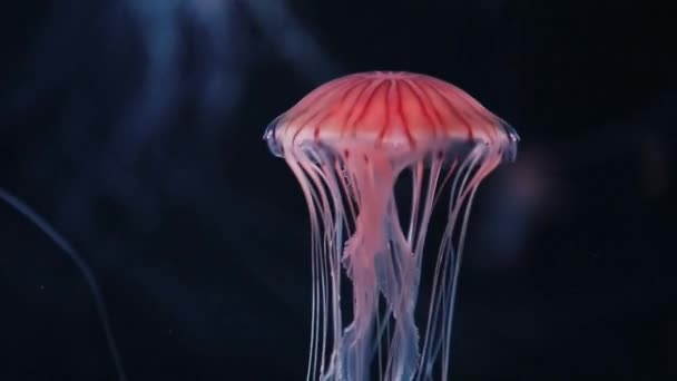 白色的水母 红色的线条在水里游动 — 图库视频影像