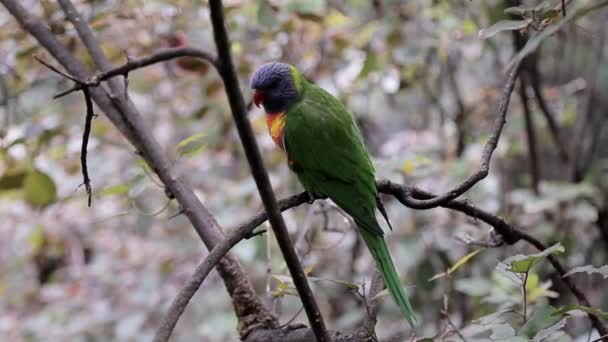 Parrot Sits Tree Branch — Stock Video