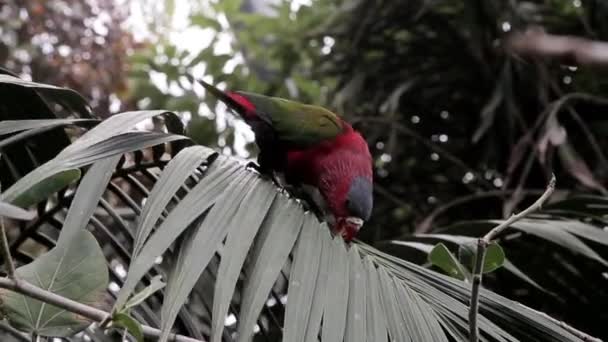 Parrot Sits Tree Branch Eat Leaves — Stock Video