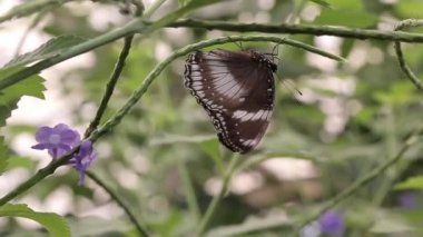Bir kelebek çalıların dalında sallanıyor.
