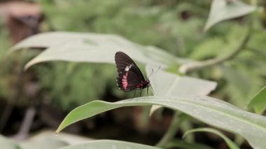 Bir kelebek çalıların üzerinde oturur.