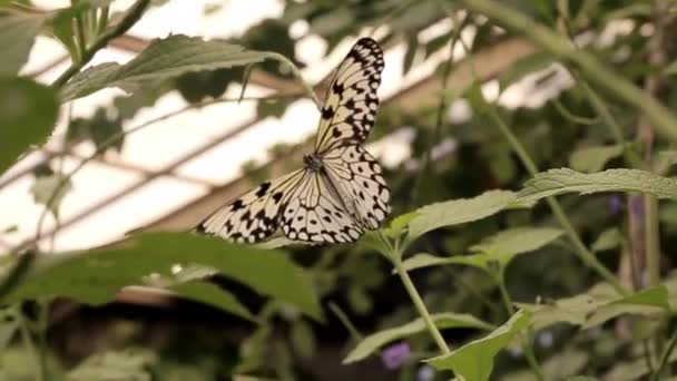 Una Mariposa Coloca Rama Arbusto — Vídeos de Stock