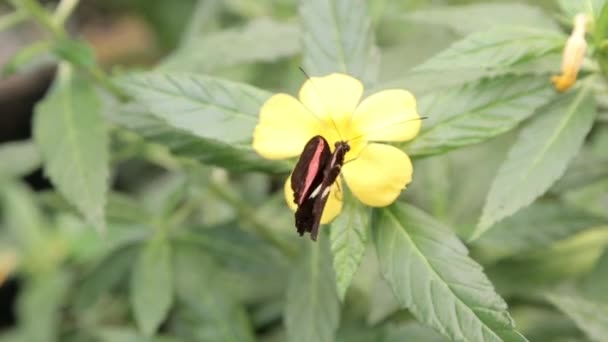 Ein Schmetterling Bestäubt Eine Blume Eines Strauches — Stockvideo