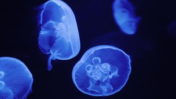 Transparente Quallen Mit Blauen Farbtönen Schwimmen Durchs Wasser — Stockvideo