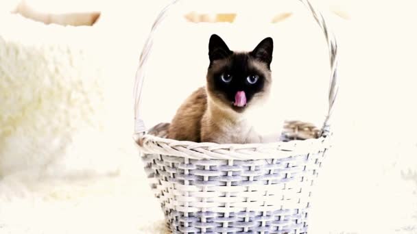 Siamese Cat Sits White Basket Licks Her Nose — Stock Video