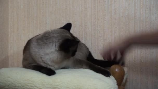 暹罗猫用女孩的手玩耍 — 图库视频影像