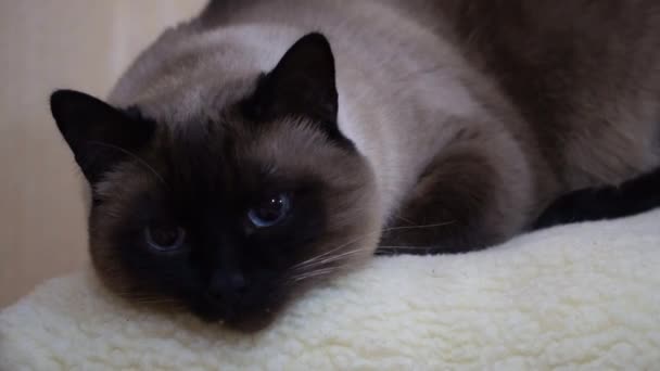 Сиамская Кошка Хочет Спать Пока Ждет Сна Close View — стоковое видео