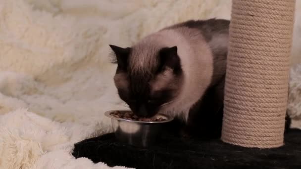 Gato Come Comida Uma Placa Metal — Vídeo de Stock