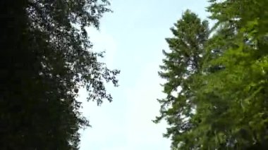 Ağaçların arasında koşuyor. Ağaçların üst kısmının görüntüsü. 
