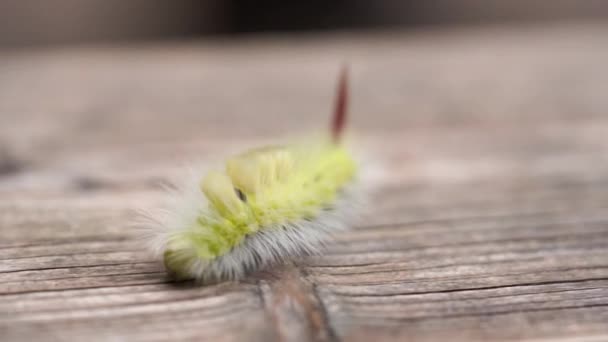 Een Rups Gaat Een Stuk Hout Kijk Goed — Stockvideo