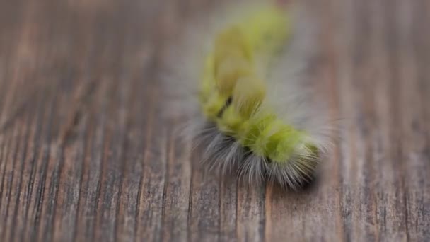 Eine Raupe Geht Auf Ein Stück Holz Schauen Sie Genau — Stockvideo