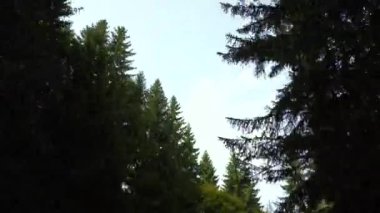 Ağaçların arasında koşuyor. Ağaçların üst kısmının görüntüsü. Hızlı hareket.