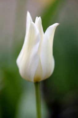 Açık havada beyaz bir lalenin yakın çekimi, doğa arka planı. Güneş ışığı altında açan bahar çiçekleri.