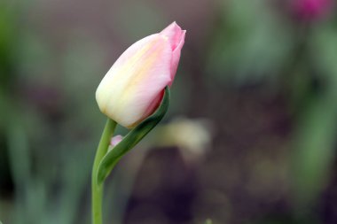 Yeşil bulanık arka planda pembe lale tomurcuğu, yakın plan. Parlak bahar çiçeği, makro fotoğraf.