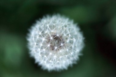 Bulanık yeşil arka planda pofuduk beyaz karahindiba çiçeğinin makro fotoğrafı