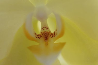 Sarı falaenopsis orkide çiçeğinin merkezini kapatın. Aşırı makro fotoğrafçılık