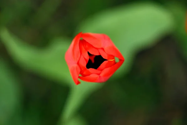 Närbild Röd Tulpan Öppnas Grön Suddig Bakgrund Vårblomma Trädgården Makrofotografi — Stockfoto