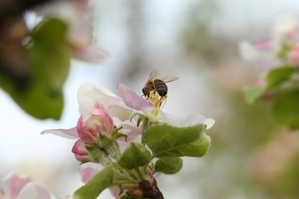 Biene Auf Einer Apfelblüte Auf Einem Ast Bienen Sammeln Pollen — Stockfoto