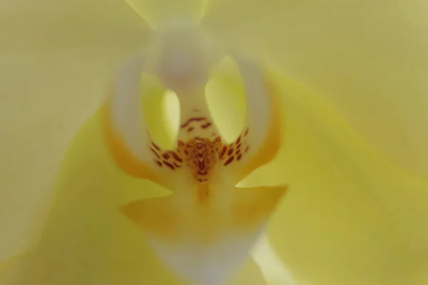 Close View Centre Yellow Phalaenopsis Orchid Flower Extreme Macro Photography — Stock Photo, Image