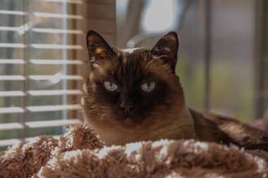 Siyam kedisinin portresi pencerenin arka planında pembe tüylü bir battaniyeye uzanmış güneşli ve güneşli.