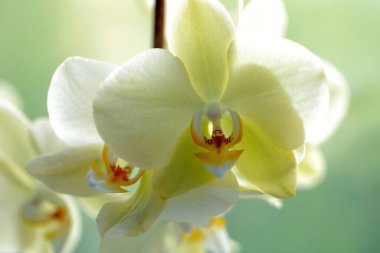 Güzel Phalaenopsis sarı orkide çiçeği bulanık arkaplanda güneş ışığında. Makro fotoğrafçılık, seçici odaklanma