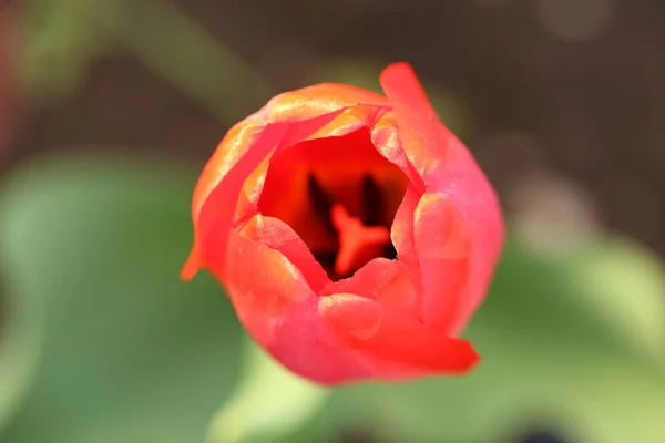 緑のぼやけた背景に赤いチューリップが開きます マクロ写真 花弁の縁に焦点を当てる — ストック写真