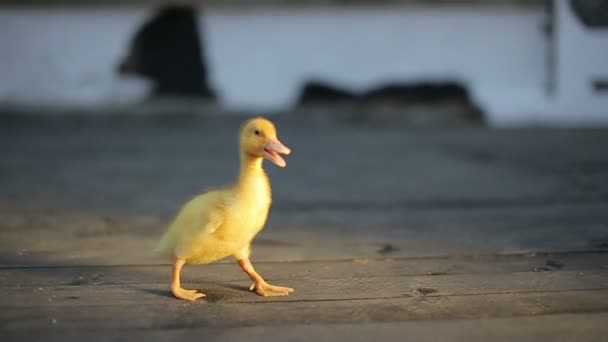 Pequeño patito amarillo soleado — Vídeo de stock