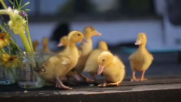 Pequeños patitos amarillos — Vídeo de stock