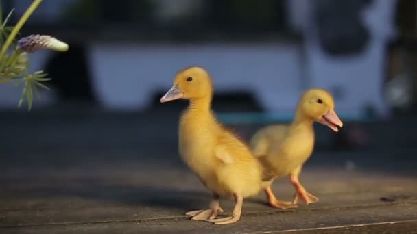 Two teeny yellow duckligs loking in camera — Stock Video