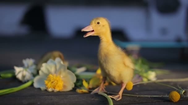 Canard domestique mignon marchant dans l'herbe verte en plein air — Video