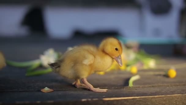 Little yellow funny duckling and summer flower bouquet — Stock Video