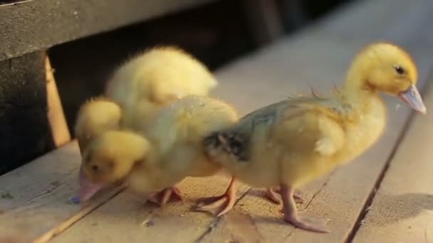작은 ducklings 물 상품 샤워 후 — 비디오