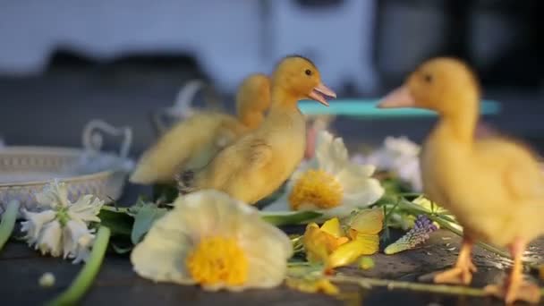 Mignons canetons domestiques marchant dans l'herbe verte en plein air sous les gouttes d'eau — Video